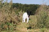 FOX TERRIER POIL LISSE 153